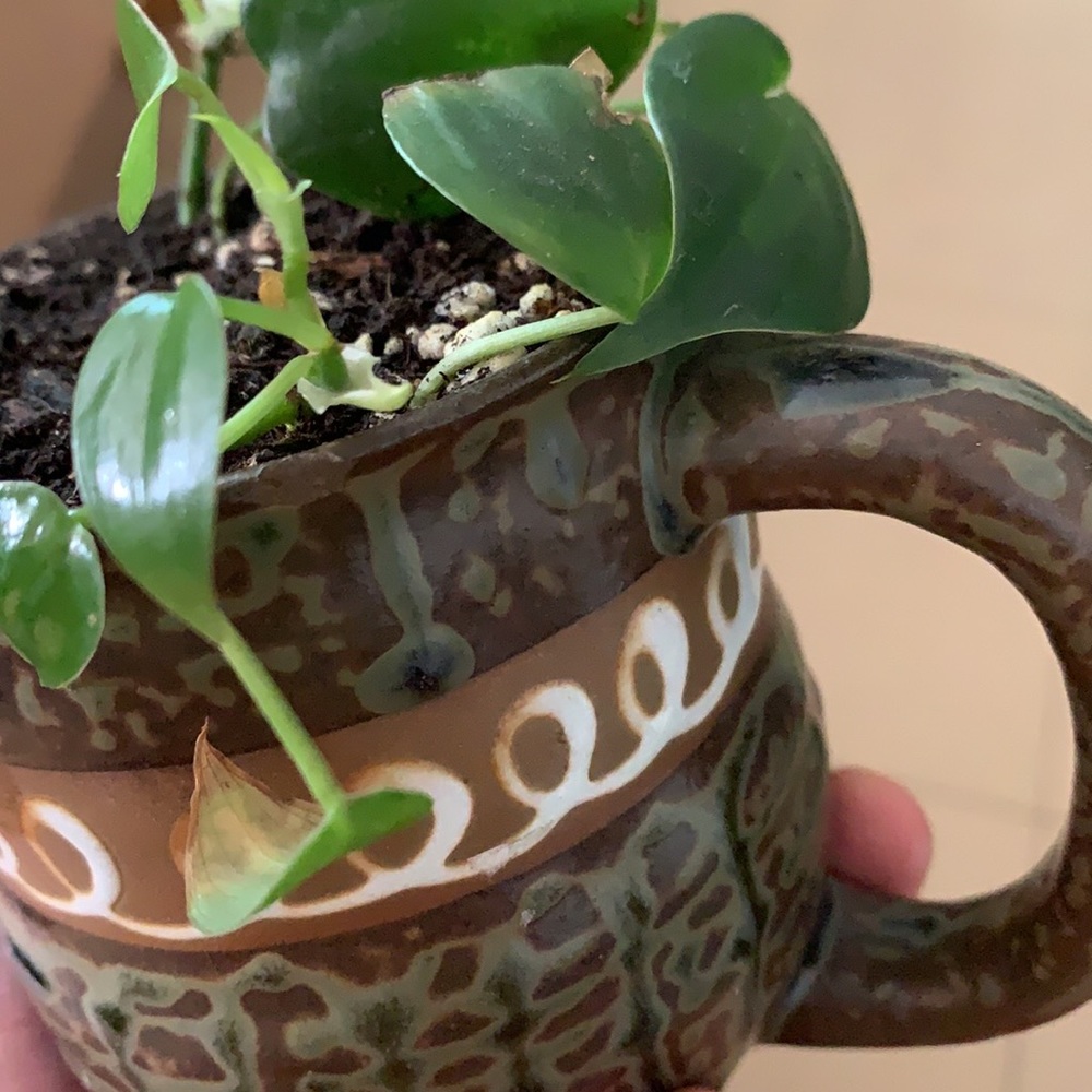 Hearleaf Philodendron - Picture 3 of 4